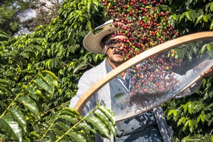 巴西圣保罗的咖啡豆种植园