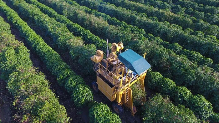 澳大利亚的咖啡种植园