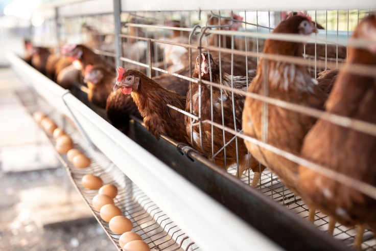 澳洲超市淘汰笼养鸡蛋
